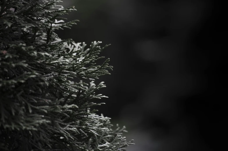 a close up of a tree with snow on it, by Daarken, unsplash, hurufiyya, dark grey background, black and green, low depth of field, close - up profile