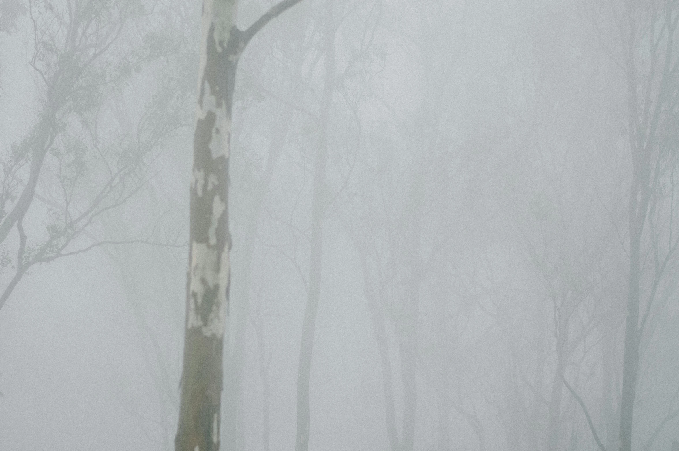 a man riding a snowboard down a snow covered slope, an album cover, inspired by Tom Roberts, pexels contest winner, australian tonalism, uneven dense fog, eucalyptus trees, bushfire, forest. white trees