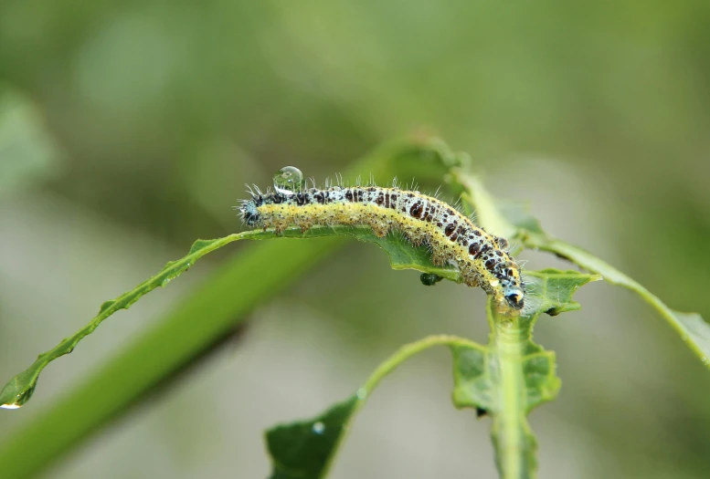 a close up of a leaf with a cater on it, by Adam Marczyński, hurufiyya, the caterpillar, commercially ready, sitting on a curly branch, getty images proshot