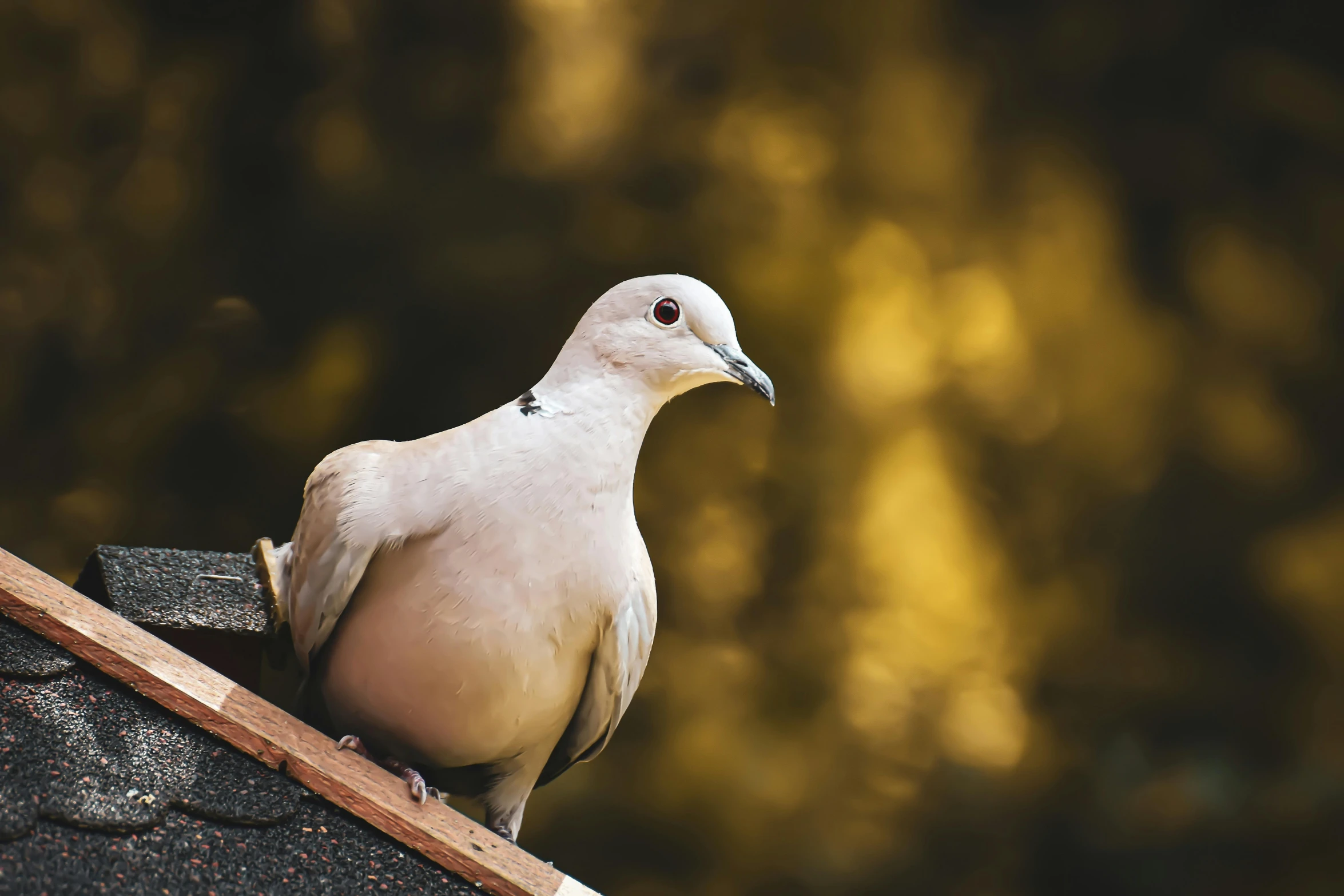 a white bird sitting on top of a roof, by Julia Pishtar, trending on pexels, renaissance, a spotted dove flying, bathed in golden light, a wooden, portrait of a small