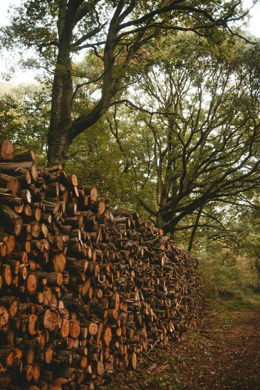 a pile of logs sitting on the side of a road, autumn colour oak trees, ((trees)), cinematic still, fires