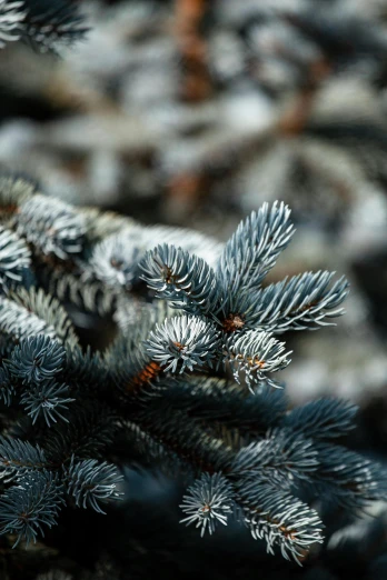 a close up of a pine tree with snow on it, a macro photograph, by Adam Marczyński, blue gray, flowers, ilustration, piled around