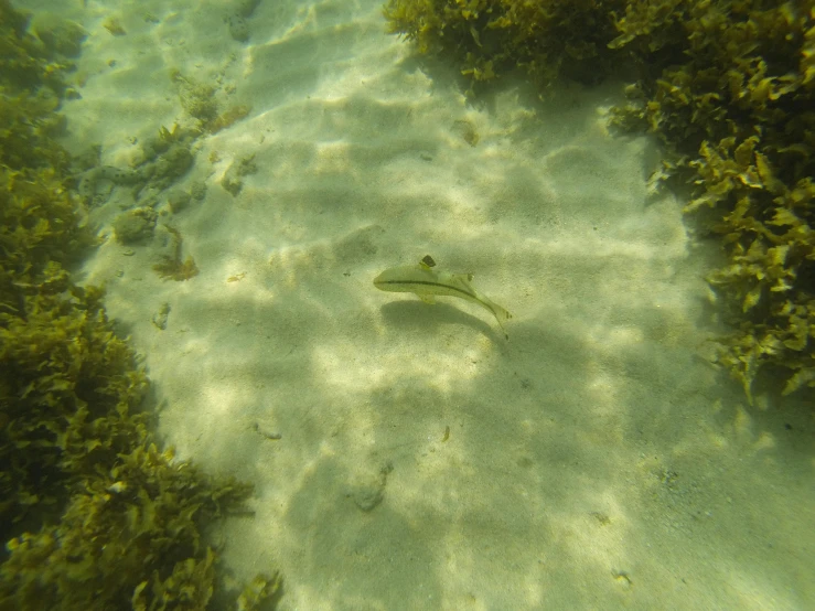 a fish that is swimming in the water, in a beachfront environment, manly, sea bottom, green waters