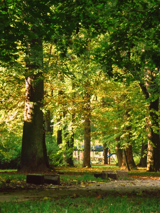 a red fire hydrant sitting in the middle of a forest, a picture, by Jan Tengnagel, baroque, oak trees, detmold, late summer evening, taken in the mid 2000s