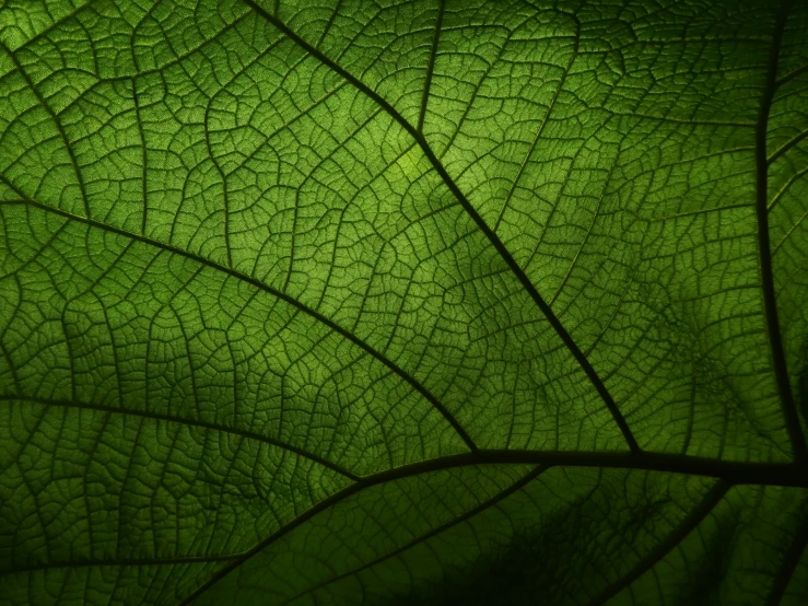 a close up view of a green leaf, alessio albi, taken with a canon eos 5d, bio luminescent, organic design