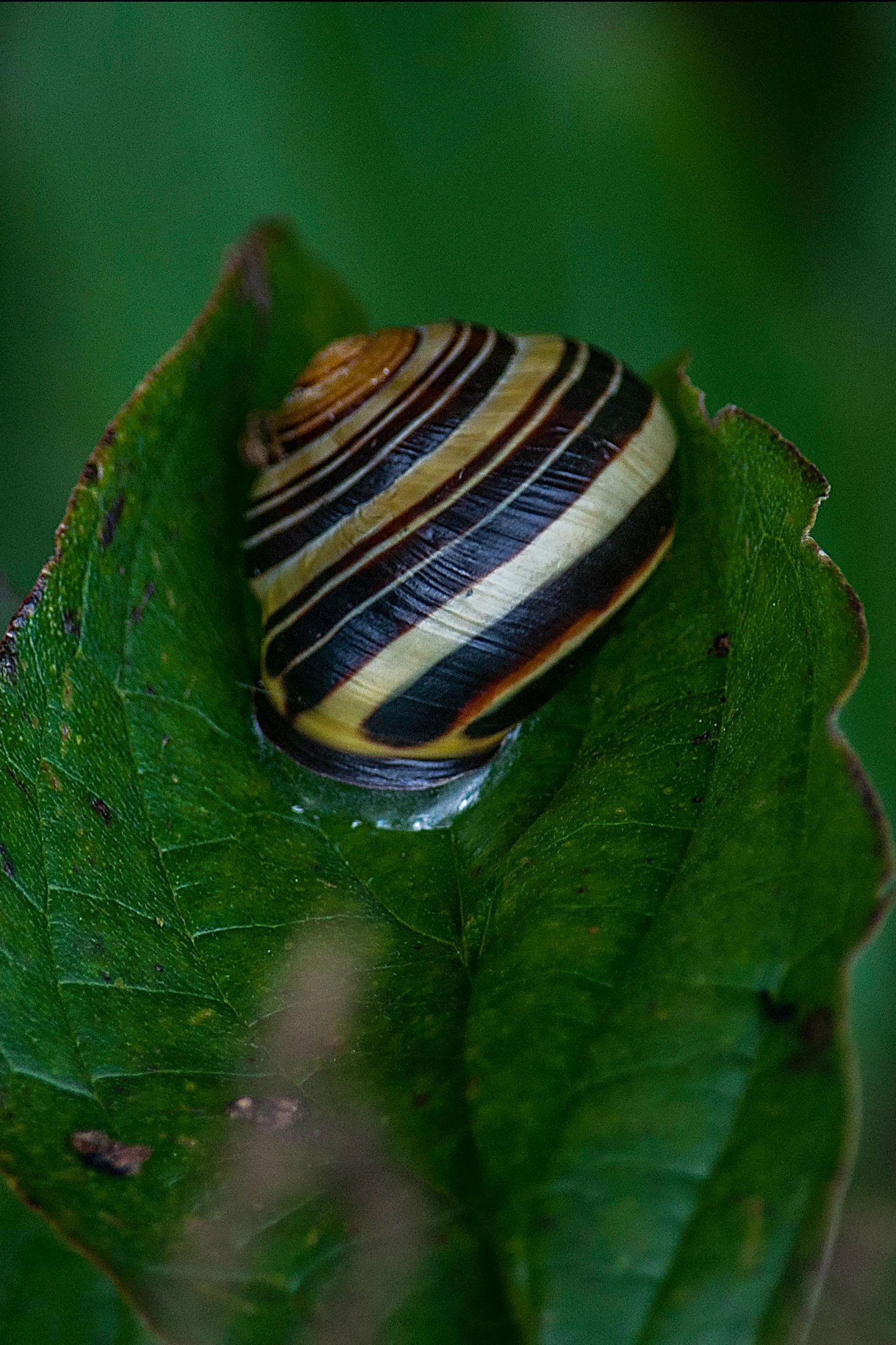 a snail sitting on top of a green leaf, by Jan Rustem, slide show