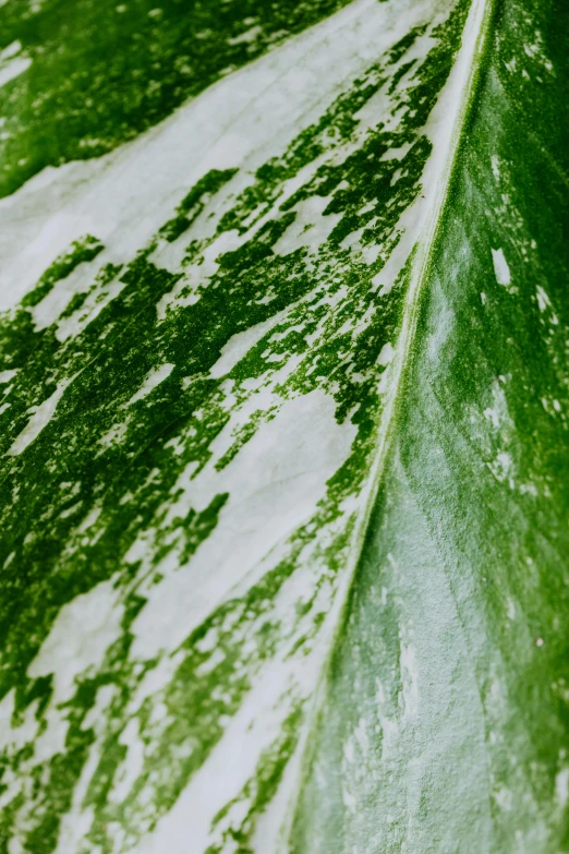 a close up of a green leaf with white spots, unsplash, renaissance, smooth marble surfaces, houseplant, white neon wash, gargantuan