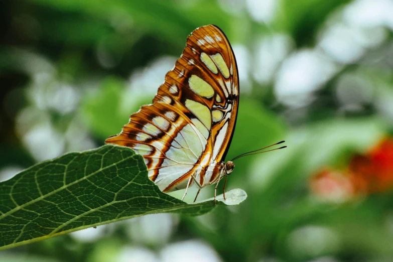 a close up of a butterfly on a leaf, pexels contest winner, green and white, doing a majestic pose, illustration, canopy