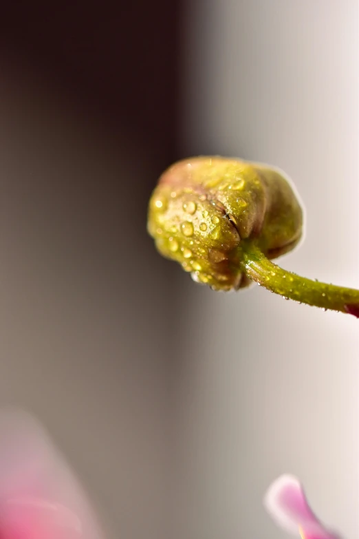 a close up of a flower with a blurry background, a macro photograph, by Jim Nelson, unsplash, minimalism, psilocybin, avocado, day after raining, indoor shot