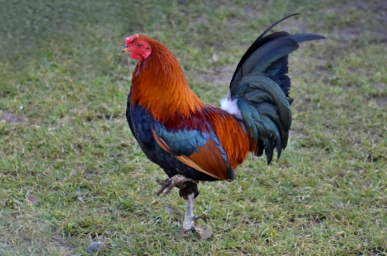 a rooster standing on top of a lush green field, often described as flame-like, coloured photo, highly polished, 🦩🪐🐞👩🏻🦳