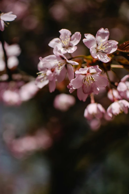 a close up of some pink flowers on a tree, by Niko Henrichon, unsplash, paul barson, background image, sakura, brown