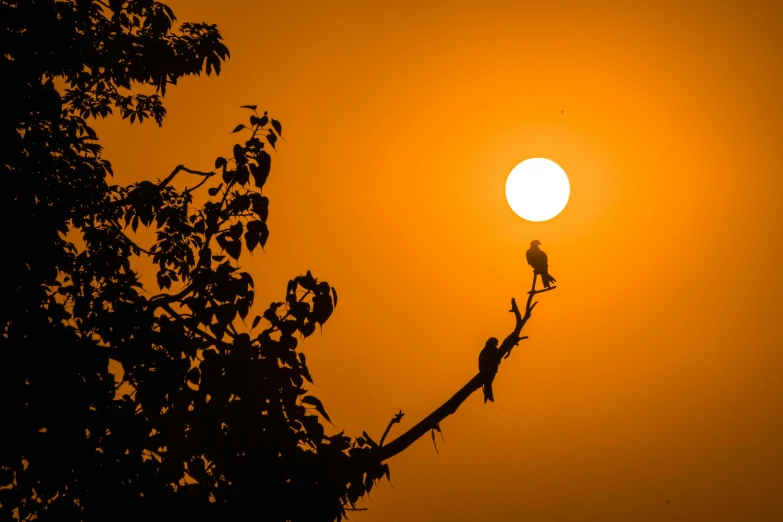 a bird sitting on top of a tree branch, by Sudip Roy, pexels contest winner, romanticism, two suns are in the sky, national geographic photo, fan favorite, telephoto shot