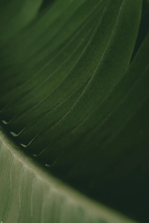 a close up of a green banana leaf, a macro photograph, by Andrew Domachowski, trending on unsplash, ilustration, muted, alessio albi, made of leaves