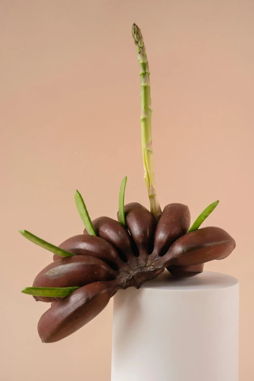 a close up of a vase with a plant in it, a surrealist sculpture, inspired by Tomàs Barceló, fully chocolate, small crown, palm body, long petals