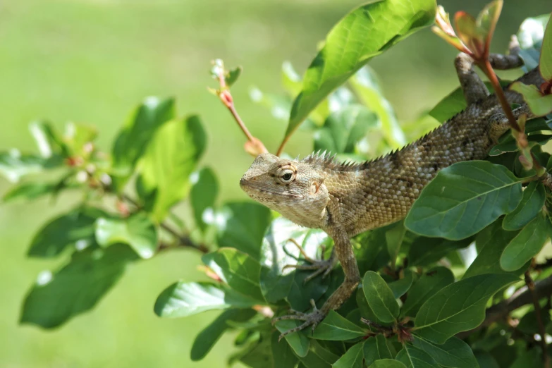 a lizard sitting on top of a tree branch, by Carey Morris, pexels contest winner, hurufiyya, shrubbery, large horned tail, gardening, sri lanka