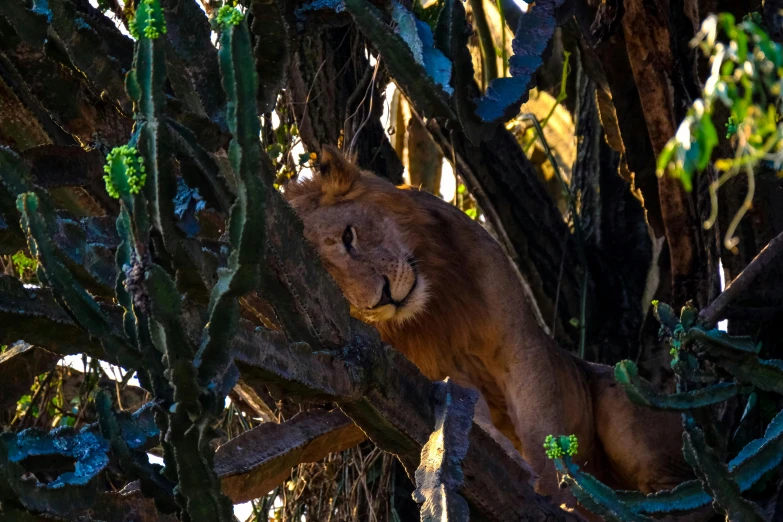 a lion that is sitting in a tree, by Peter Churcher, pexels contest winner, renaissance, hiding, exterior shot, shot with sony alpha 1 camera, lianas