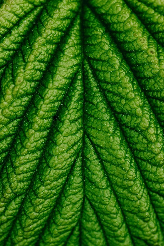 a close up view of a green leaf, shot with sony alpha 1 camera, intricate 8 k detail, raspberry, green: 0.5