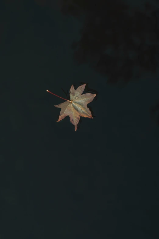 a leaf floating on top of a body of water, an album cover, by Attila Meszlenyi, unsplash, postminimalism, autumn night, 15081959 21121991 01012000 4k, in flight, canopy