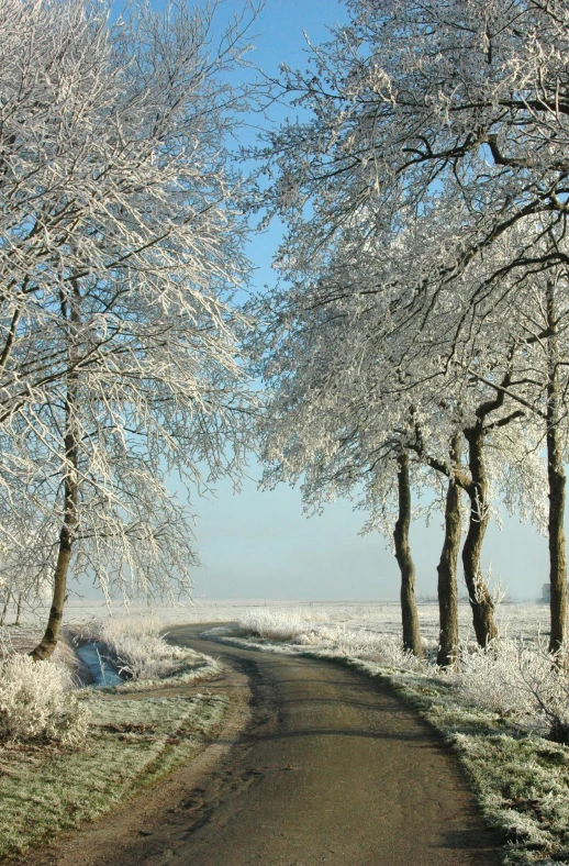 a dirt road surrounded by trees covered in snow, romanticism, the netherlands, white and pale blue, gleaming white, il