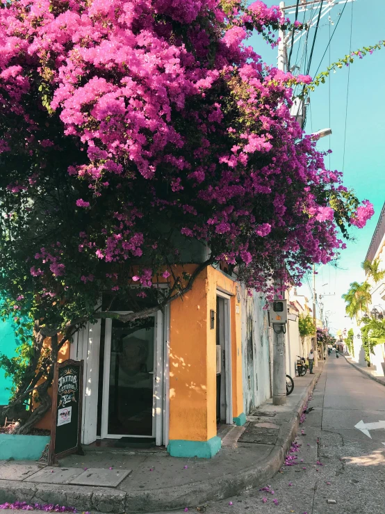 a purple flowered tree on the side of a building, a photo, trending on unsplash, south beach colors, narrow and winding cozy streets, caribbean, profile image