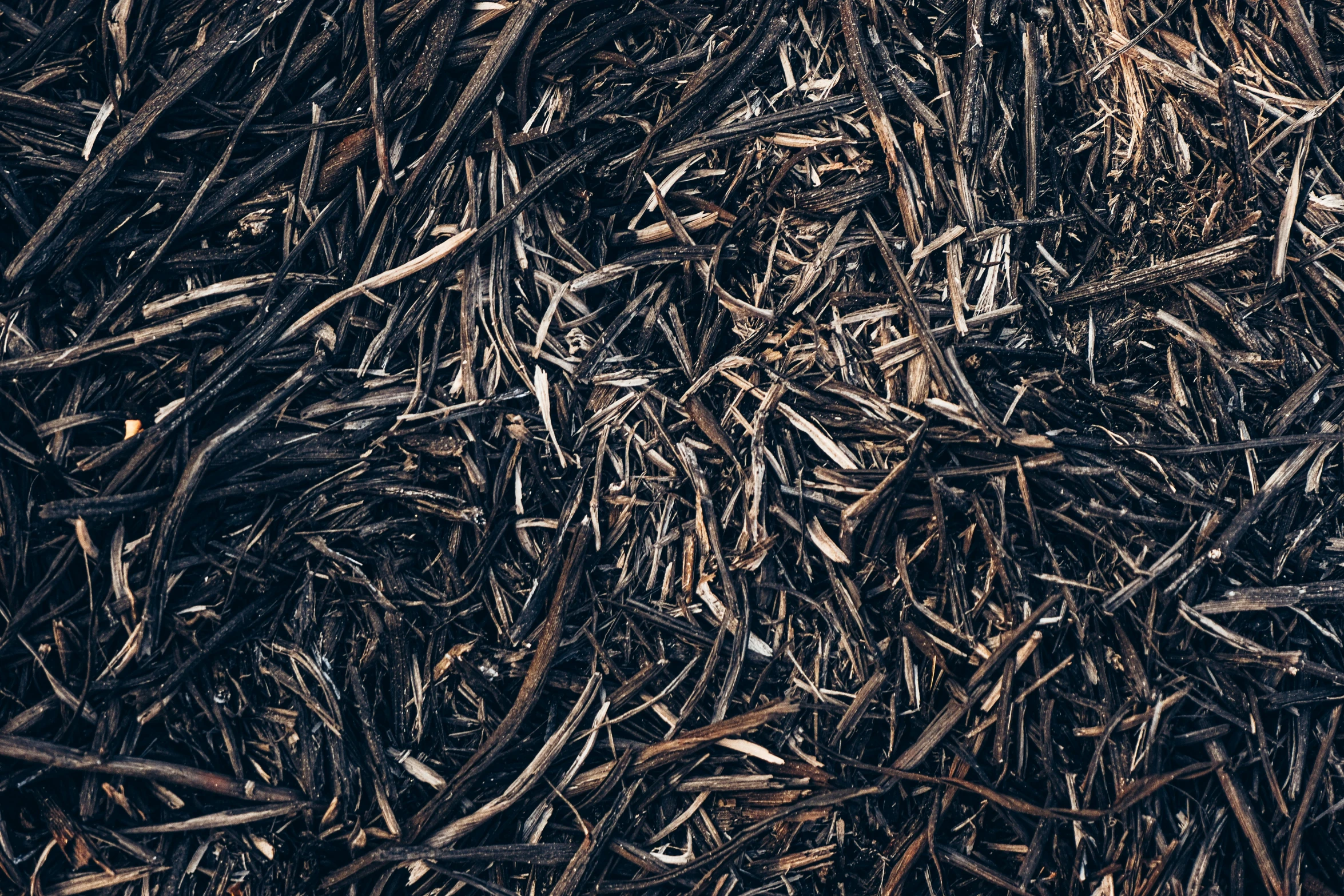 a close up of a pile of wood chips, an album cover, by Adam Marczyński, unsplash, grass texture material, dark filaments, twigs, intricate oil sweeps