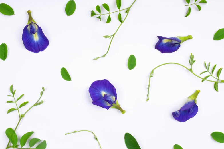 purple flowers and green leaves on a white surface, an album cover, inspired by Yves Klein, trending on pexels, seeds, background image, morning glory flowers, botanical herbarium