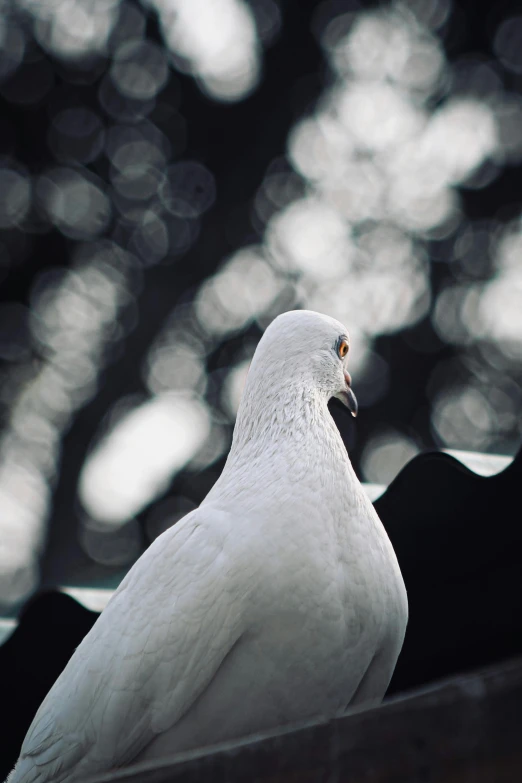 a white pigeon sitting on top of a roof, inspired by Elsa Bleda, unsplash, paul barson, perched in a tree, white skin and reflective eyes, taken on a 1990s camera