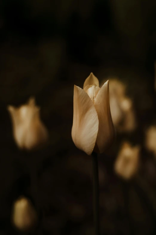 a close up of a flower in a field, an album cover, by Eglon van der Neer, unsplash, tonalism, tulips, muted brown, night time, in a row