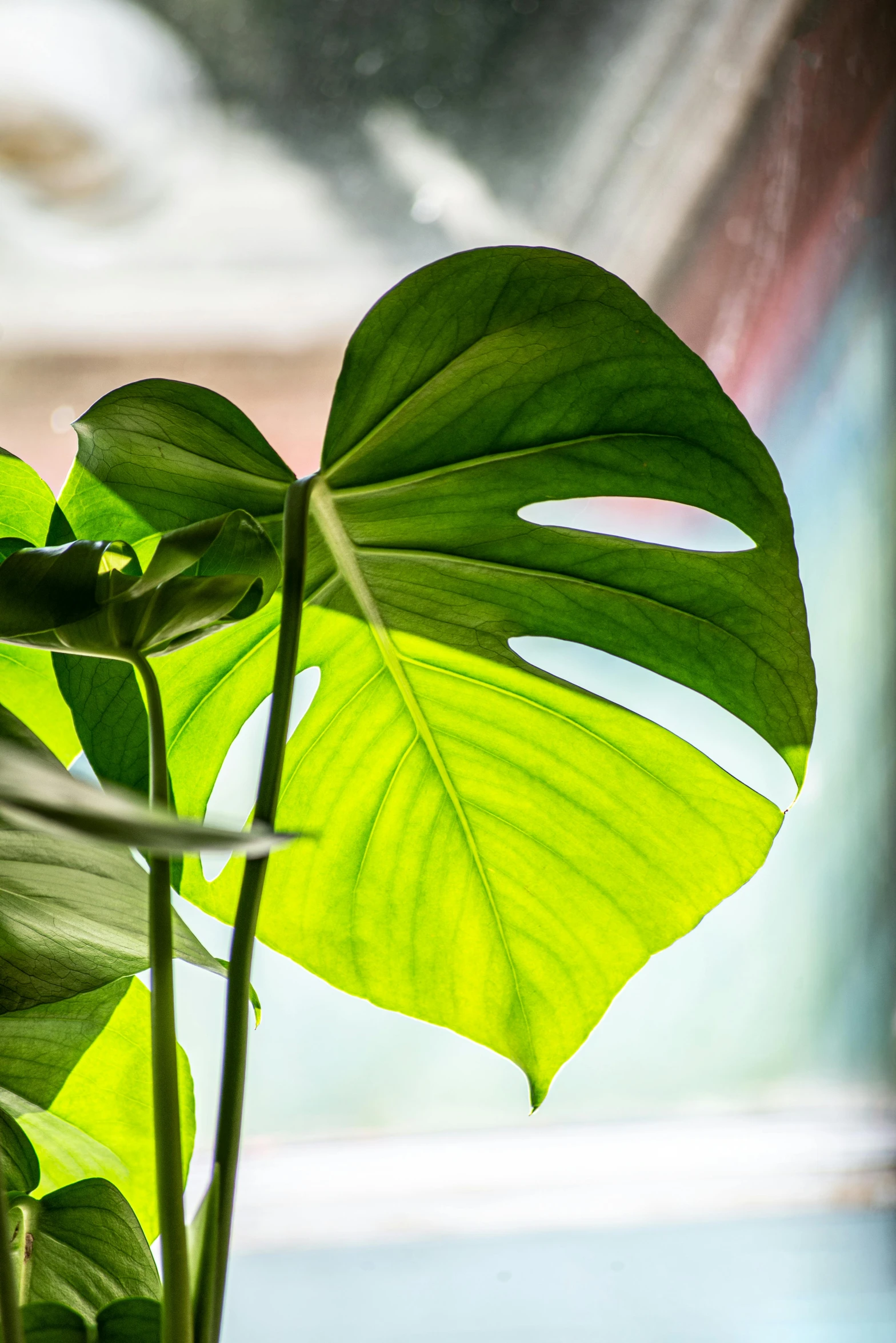 a close up of a plant near a window, by Doug Ohlson, big leaves, all growing inside an enormous, sunlit, a green