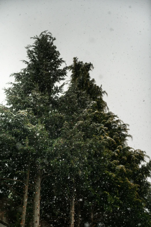 a man riding a snowboard down a snow covered slope, a picture, unsplash, hurufiyya, ((trees)), raining outside, an enormous silver tree, very poor quality of photography