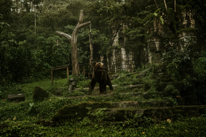 a brown bear walking through a lush green forest, a detailed matte painting, pexels contest winner, sumatraism, jungle background with ruins, a dramatic, dark