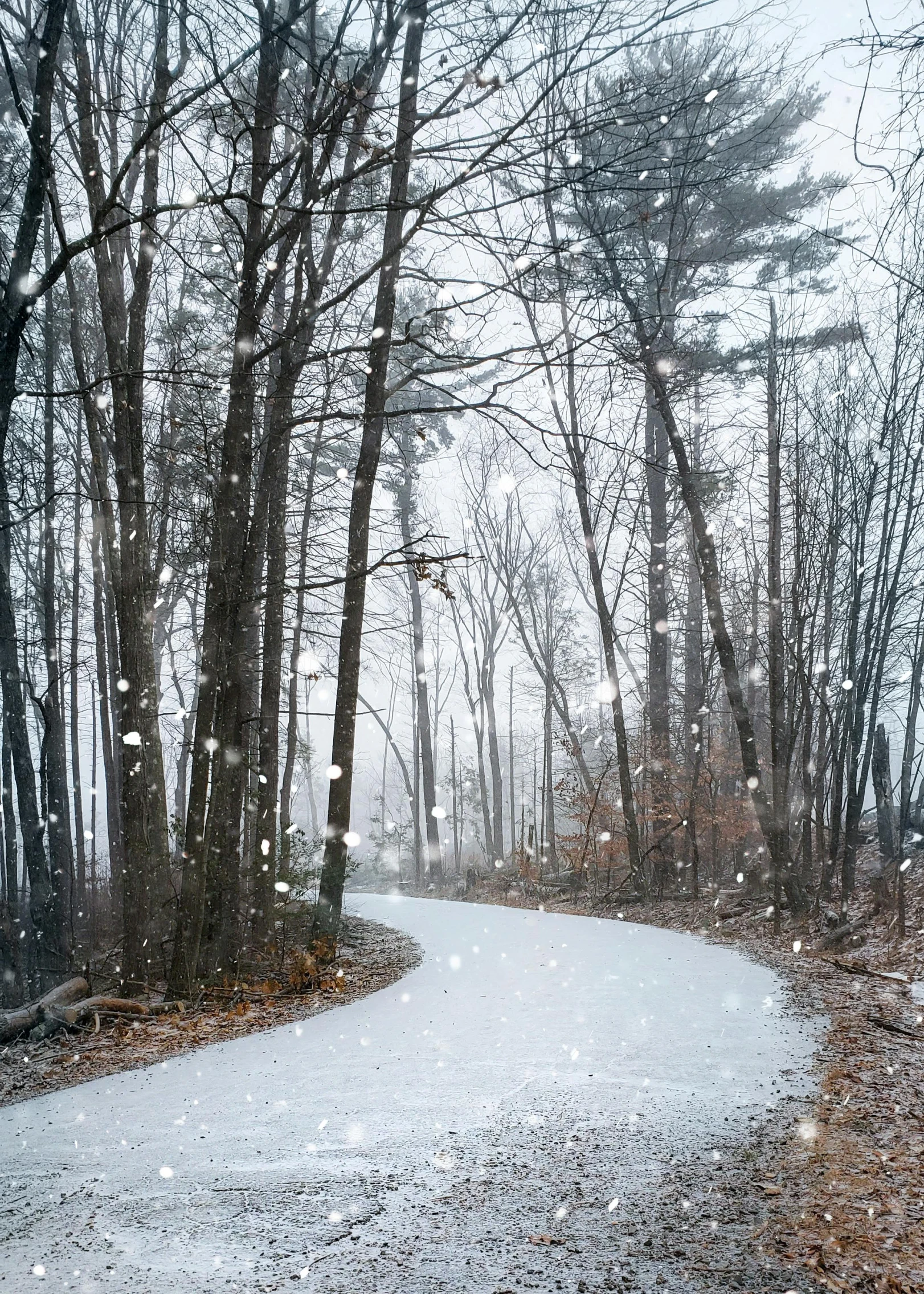 a red fire hydrant sitting on the side of a road, by Adam Marczyński, unsplash contest winner, magical realism, forest. white trees, panoramic photography, falling snow, william penn state forest