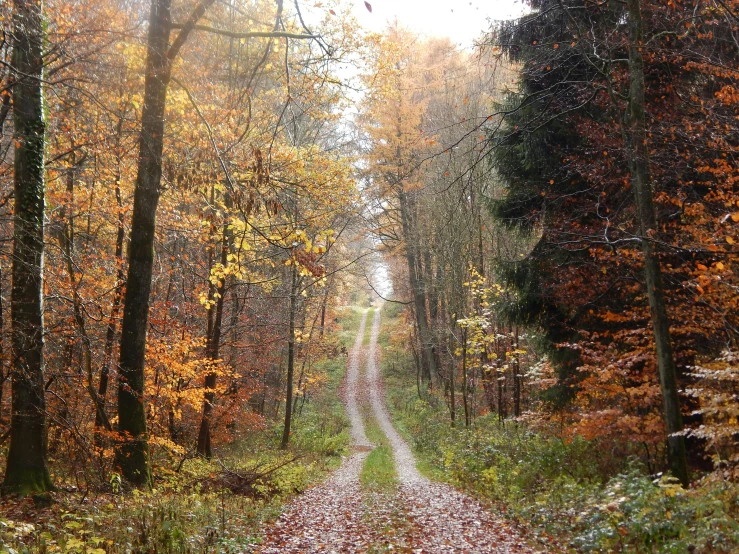 a dirt road in the middle of a forest, by Karl Pümpin, renaissance autumnal, slide show, ((forest))