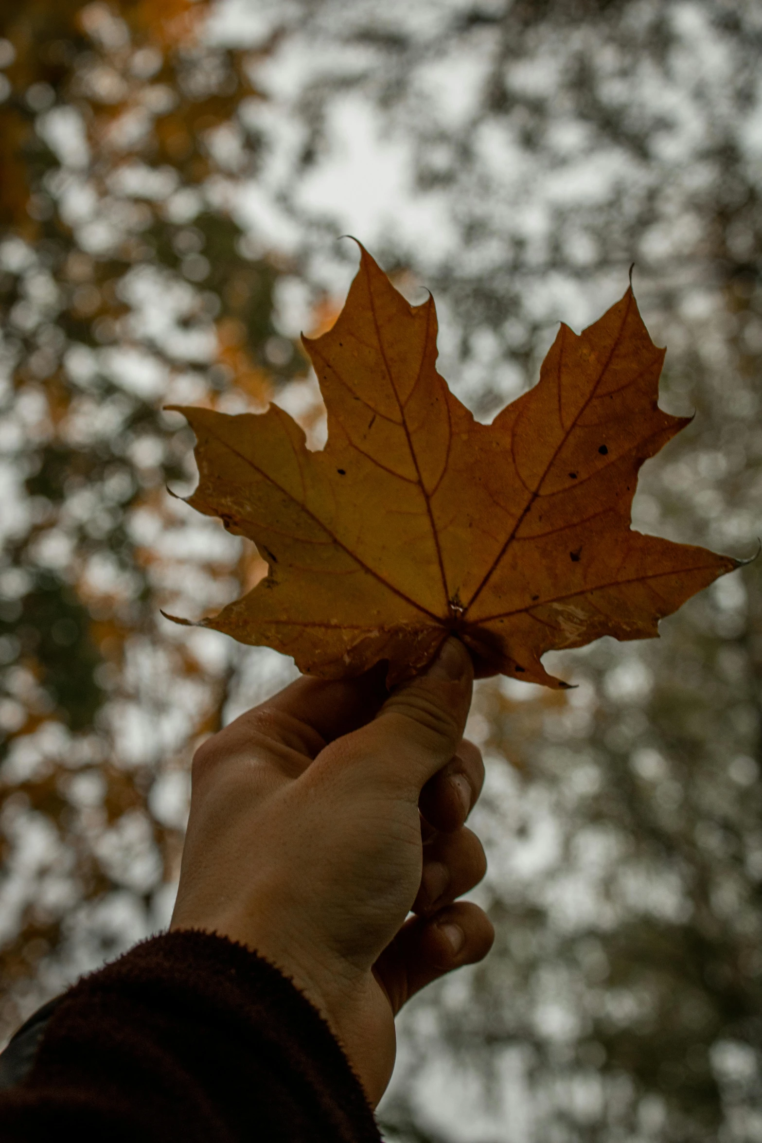 a person holding a leaf in front of a tree, profile image, autumn tranquility, sycamore, high quality product image”