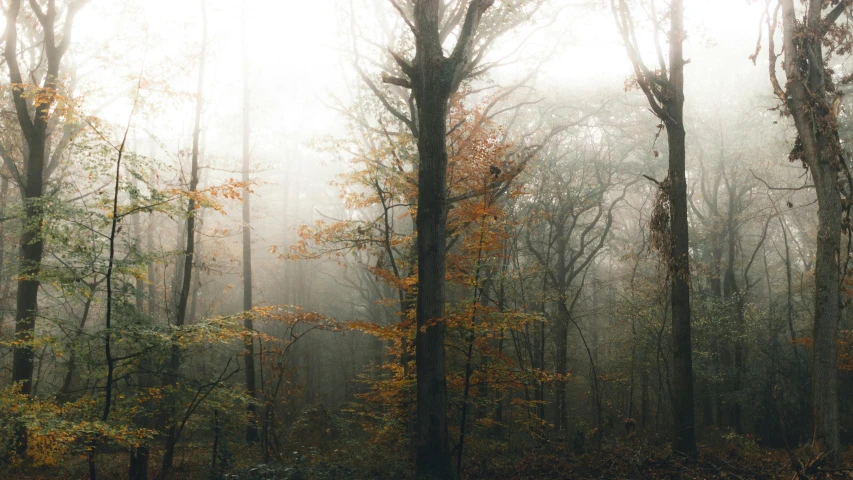 a foggy forest filled with lots of trees, inspired by Elsa Bleda, unsplash contest winner, muted browns, autumn colour oak trees, atmospheric”, cottagecore