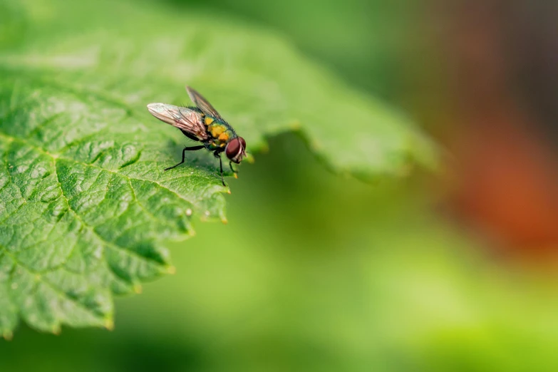 a close up of a fly on a leaf, pexels contest winner, hurufiyya, muted green, high resolution, plant sap, hovering