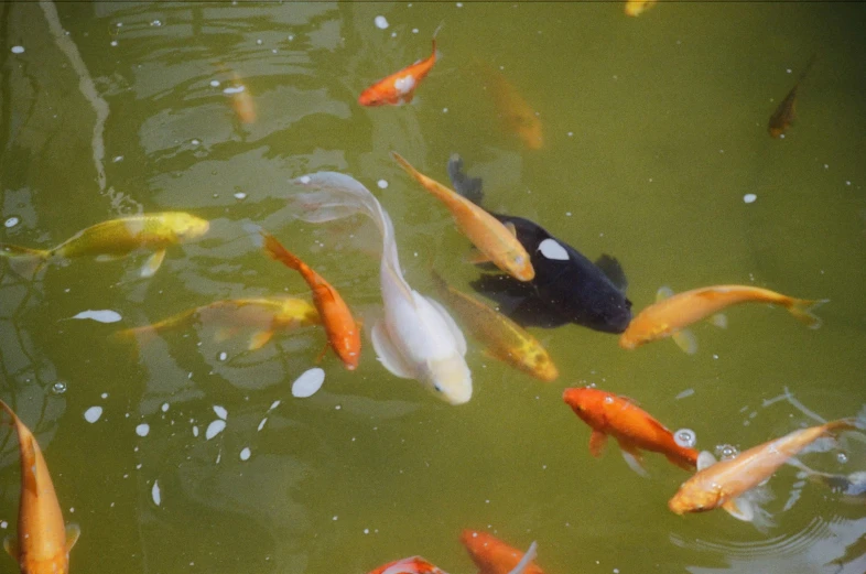 a group of koi fish swimming in a pond, an album cover, by Carey Morris, trending on unsplash, fan favorite, alessio albi, albino, 15081959 21121991 01012000 4k