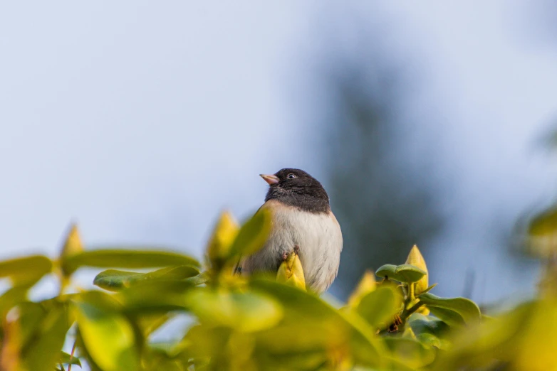 a small bird sitting on top of a tree, a portrait, pexels contest winner, next to a plant, early morning, birdeye, evenly lit