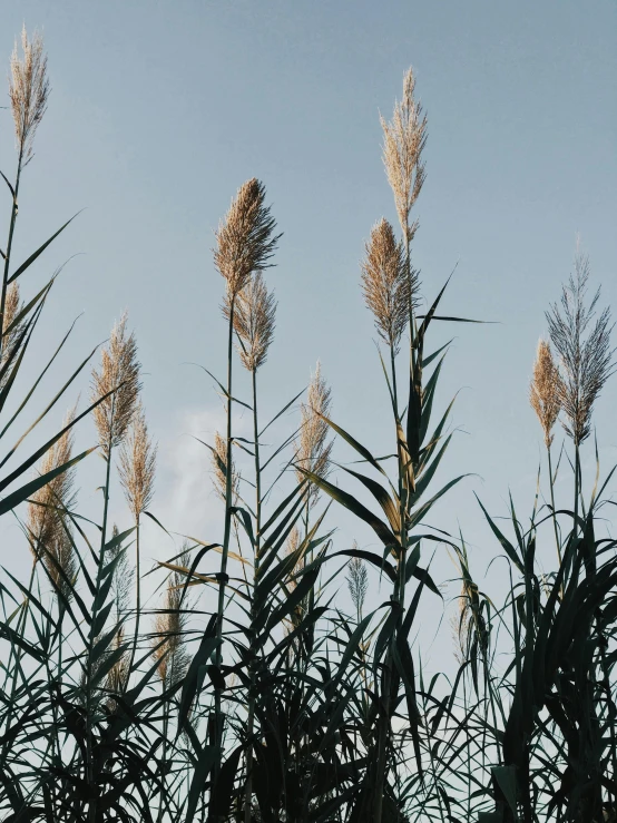 tall grass blowing in the wind against a blue sky, by Attila Meszlenyi, trending on unsplash, renaissance, made of bamboo, thumbnail, grey, low quality photo