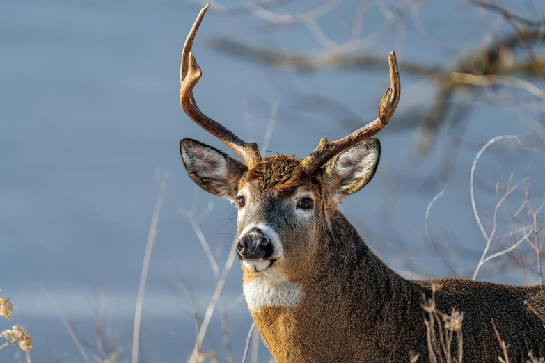 a deer that is standing in the grass