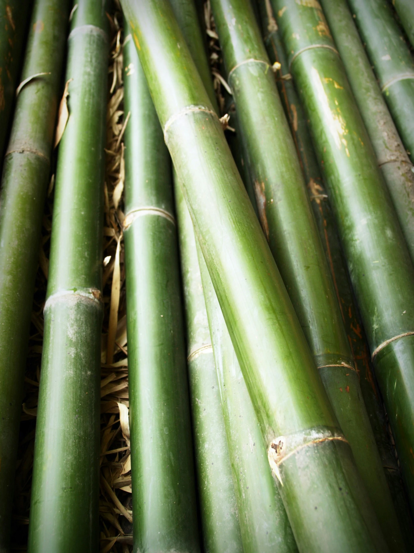 a close up of a bunch of green bamboo stalks, an album cover, sustainable materials, thumbnail, chile, 王琛