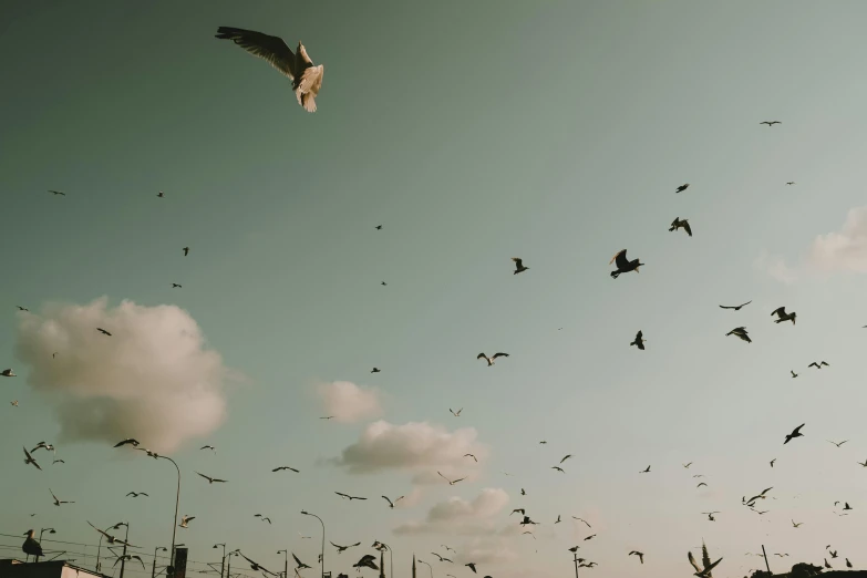 a flock of birds flying in the sky, pexels contest winner, vsco film grain, ignant, feeds on everything, oceanside