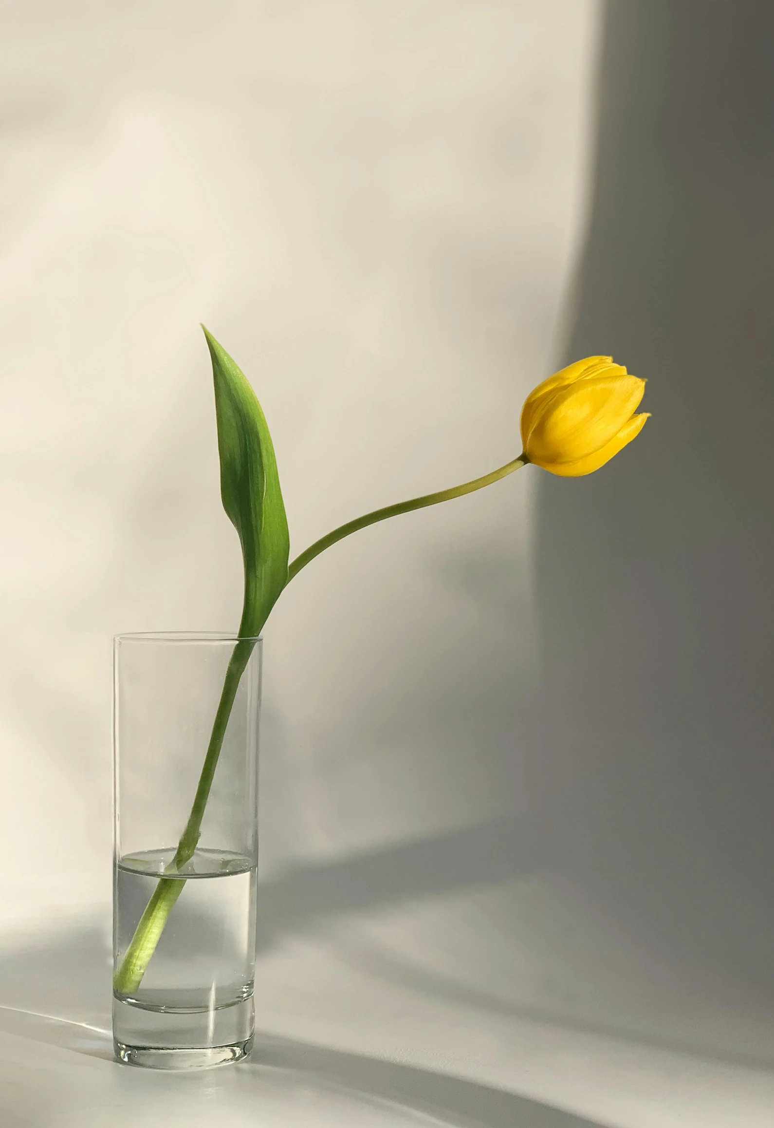 a single yellow tulip in a glass of water, unsplash, photorealism, tall flowers, simple aesthetic, sun-hyuk kim, profile pic