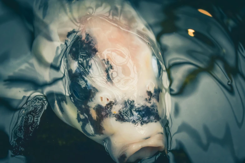 a close up of a fish in a body of water, inspired by Marco Mazzoni, trending on unsplash, surrealism, a pig, cyanotype, wet reflections in square eyes, mat collishaw