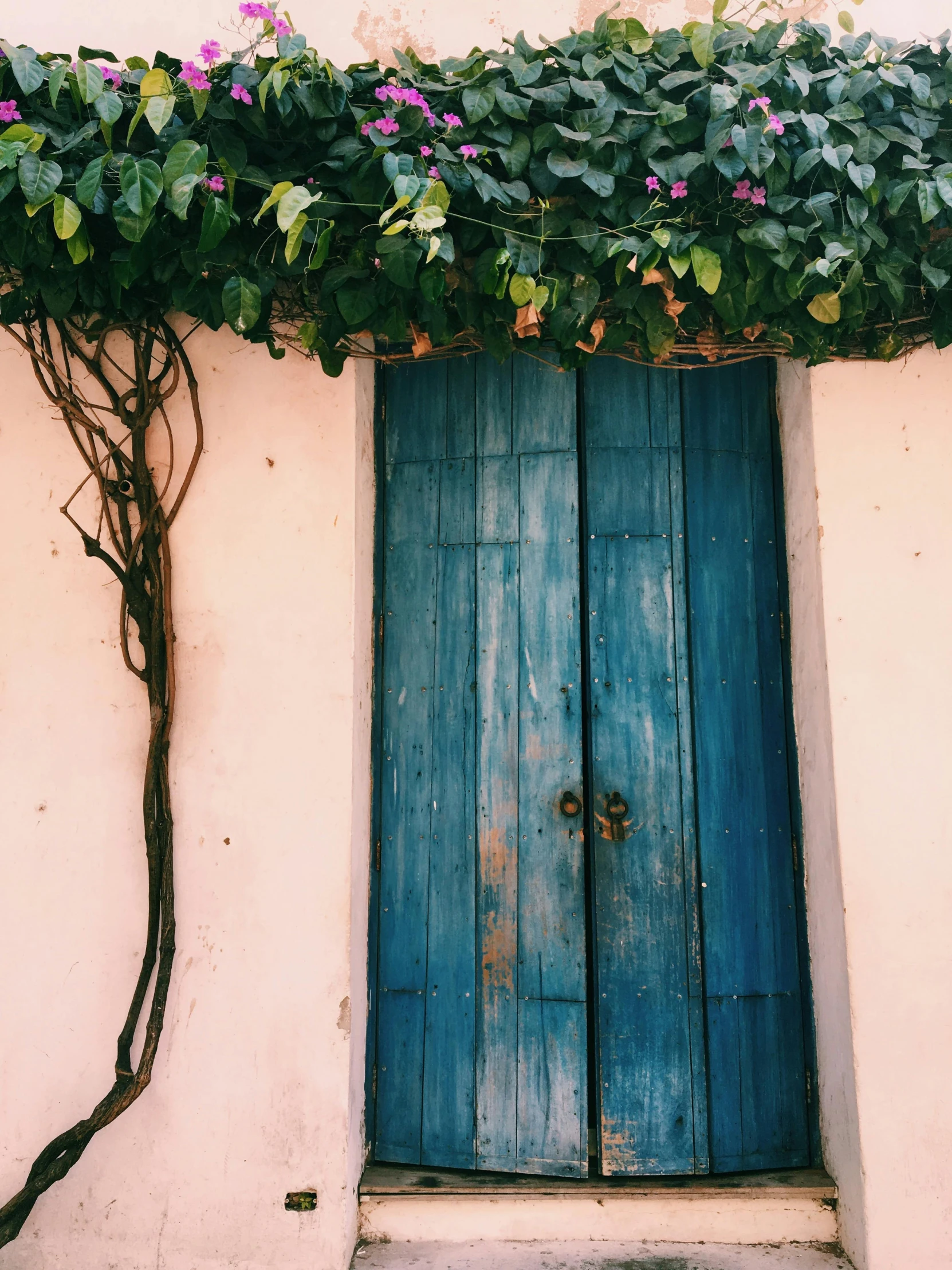 a blue door sitting on the side of a building, a picture, trending on unsplash, aestheticism, colorful vines, profile image, pink color palette, traditional corsican