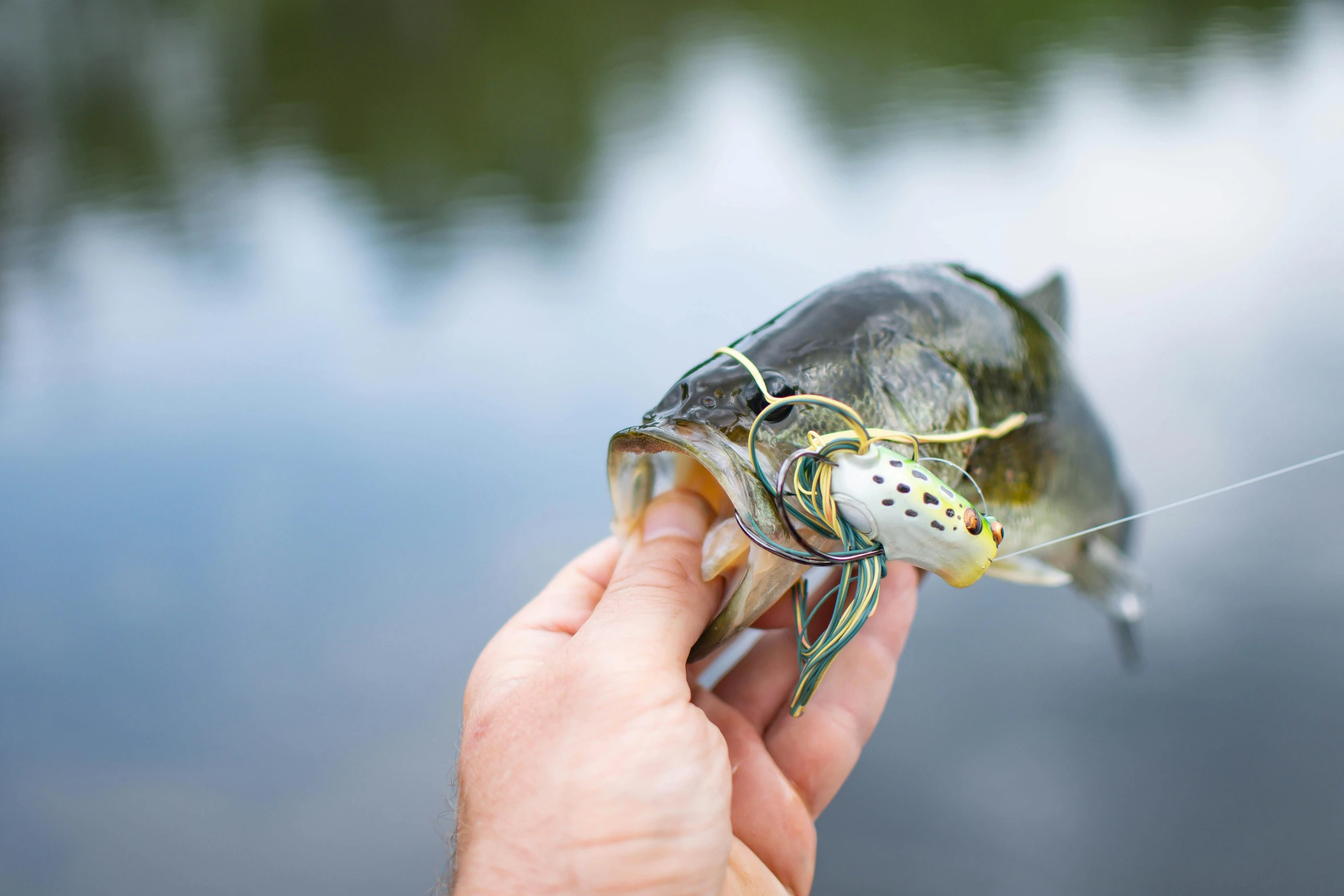 a close up of a person holding a fish, on a lake, veins popping out, hooked - up, multicoloured