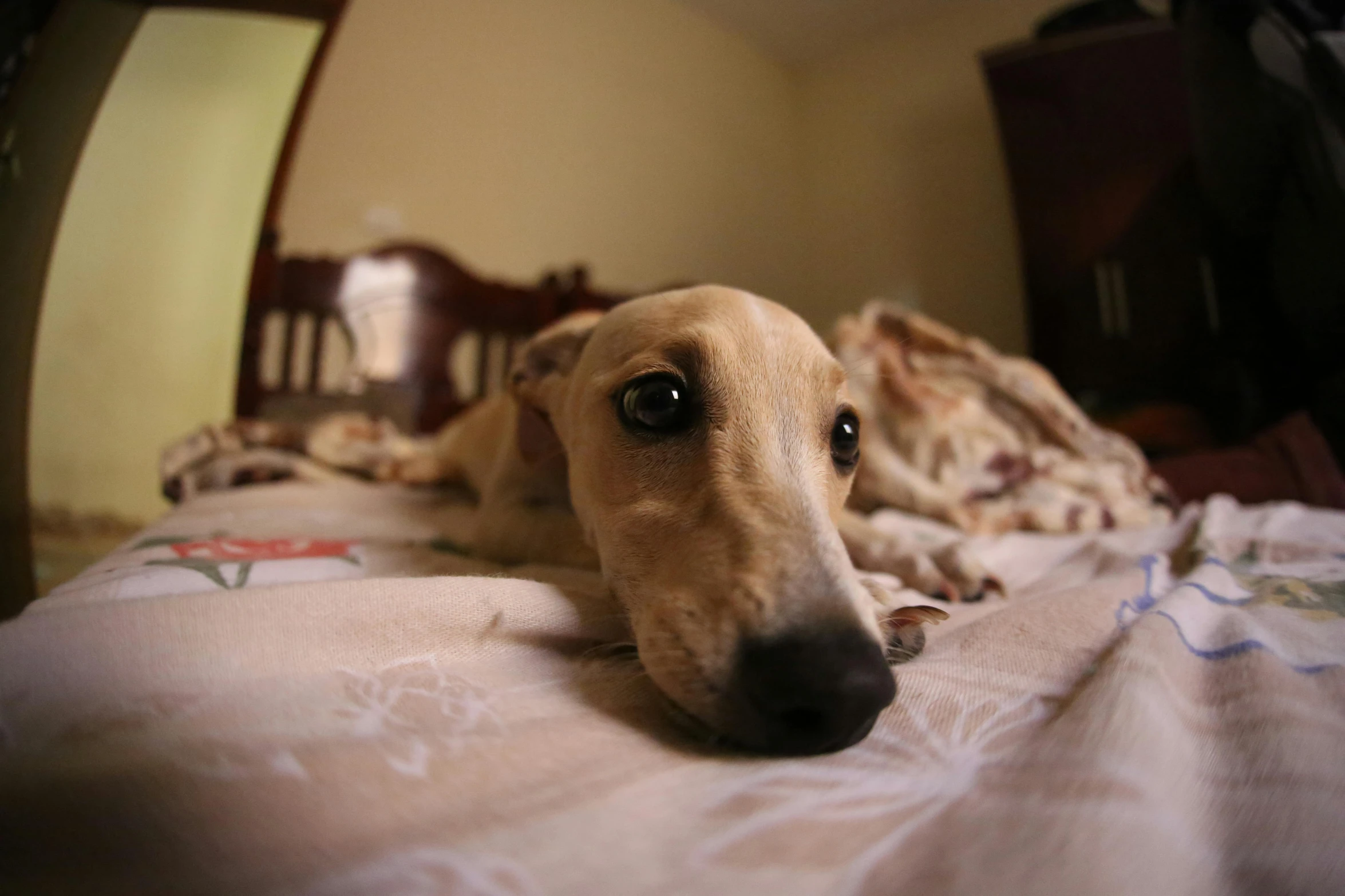 a brown dog laying on top of a bed, a picture, inspired by Elke Vogelsang, flickr, photorealism, gopro photo, worried, long snout, glare face