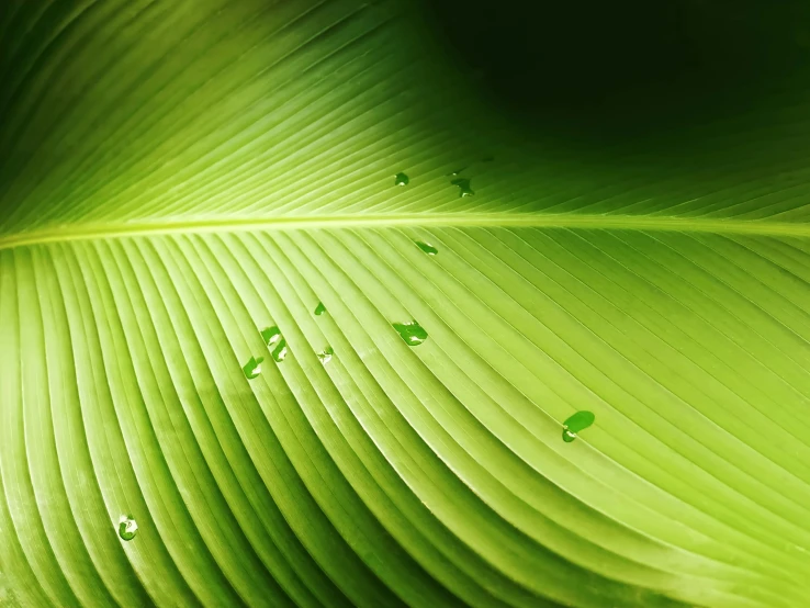 a green leaf with water drops on it, by Jan Rustem, pexels, minimalism, palm lines, multiple stories, natural realistic render, natural morning light