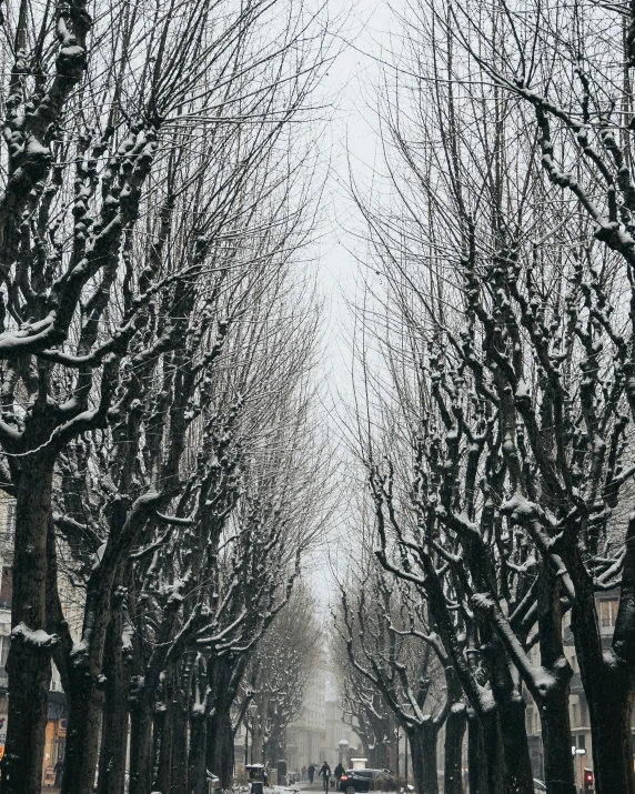 a street filled with lots of trees covered in snow, pexels contest winner, baroque, trees growing on its body, in a row, fruit trees, background image