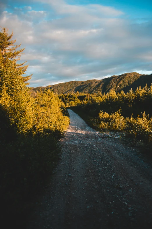 a dirt road in the middle of a forest, golden bay new zealand, golden hour photograph, alaska, 2019 trending photo